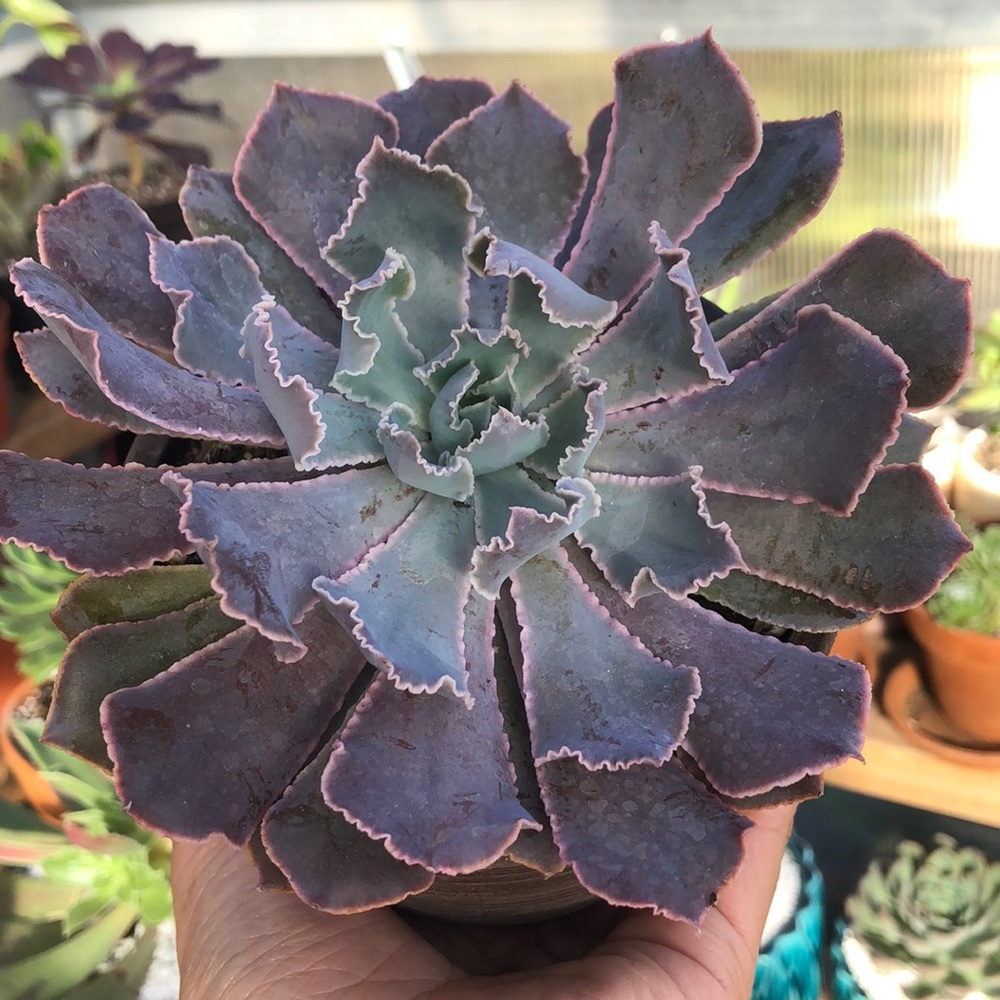 Echeveria shaviana